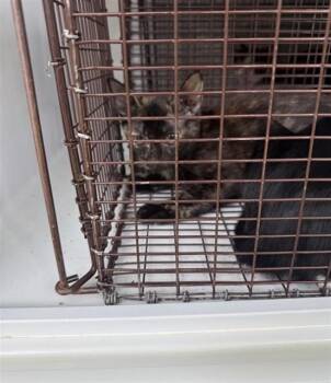 A661211 -  Domestic Short Hair Cat for Adoption in Houston, Texas - A661211 | PetCurious