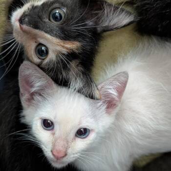 Wallace -  Domestic Short Hair Cat for Adoption in Biltmore Forest, North Carolina - Wallace | PetCurious