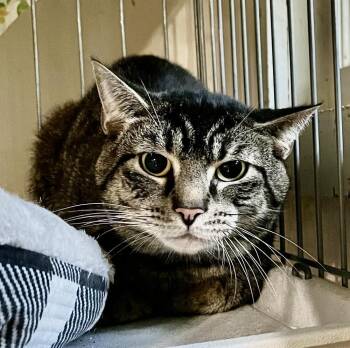 Taylor  FERAL CAT - no fee -  Domestic Short Hair Cat for Adoption in Franklin, West Virginia - Taylor  FERAL CAT - No Fee | PetCurious