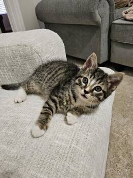 HOWIE-ready in August. -  Tabby and Domestic Short Hair Cat for Adoption in Glen Raven, North Carolina - HOWIE-ready In August. | PetCurious