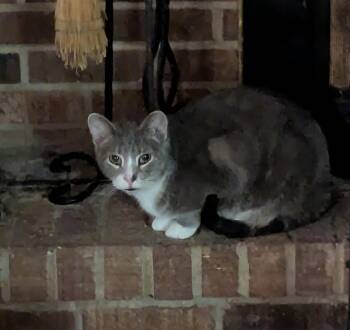 Rescue Tabby Cats for Adoption - Odie | PetCurious