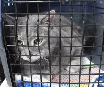 Domestic Short Hair Cats Available for Adoption - CHARLIE | PetCurious