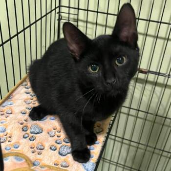 Onyx -  Domestic Short Hair Cat for Adoption in Harrodsburg, Kentucky - Onyx | PetCurious