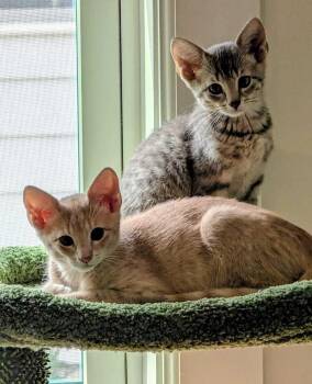 Flounder -  Domestic Short Hair Cat for Adoption in Milton, Delaware - Flounder | PetCurious
