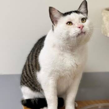 Domestic Short Hair Cats Available for Adoption - Tyrone  | PetCurious