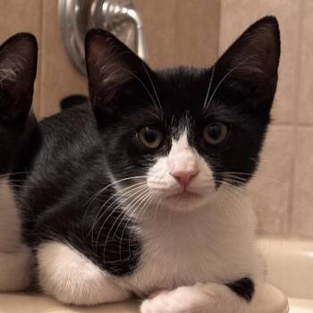 Copy -  Domestic Short Hair Cat for Adoption in Boerne, Texas - Copy | PetCurious