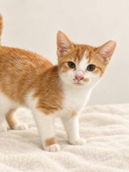 Calvin -  Domestic Short Hair Cat for Adoption in Hickory, North Carolina - Calvin | PetCurious