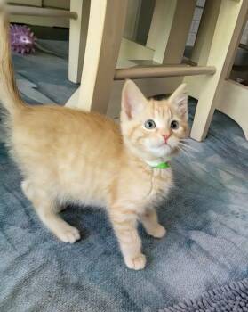 Kris -  Domestic Short Hair and Tabby Cat for Adoption in Minneapolis, Minnesota - Kris | PetCurious