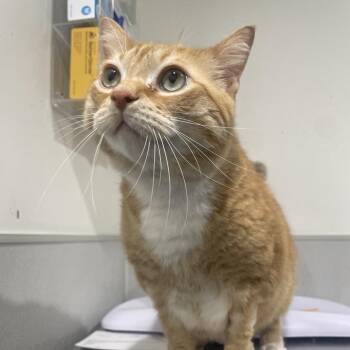 Domestic Short Hair Cats Available for Adoption in Tampa, Florida - Cheerio | PetCurious