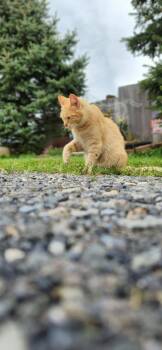 Max -  Domestic Short Hair Cat for Adoption in East Greenville, Pennsylvania - Max | PetCurious