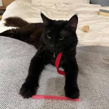 Krados -  Domestic Long Hair Cat for Adoption in Las Vegas, Nevada - Krados | PetCurious