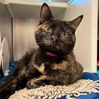 Tia -  Domestic Medium Hair Cat Available for Adoption in Fairport, New York - Tia | PetCurious