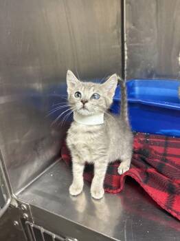 Sam -  Domestic Short Hair Cat Available for Adoption in Marietta, Georgia - Sam | PetCurious