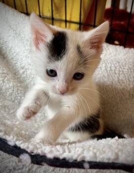 Rose -  Domestic Short Hair Cat for Adoption in Chalfont, Pennsylvania - Rose | PetCurious