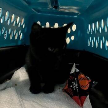 Leif - Chow Hound Northland -  Domestic Short Hair Cat for Adoption in Grand Rapids, Michigan - Leif - Chow Hound Northland | PetCurious