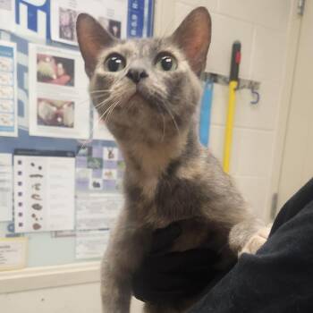 Katana -  Domestic Short Hair Cat for Adoption in Murray, Utah - Katana | PetCurious