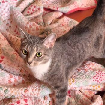 Domestic Short Hair Cats Available for Adoption in Germantown, Maryland - Sheba | PetCurious