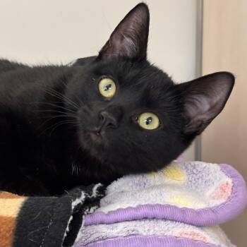 Domestic Short Hair Cats Available for Adoption in Batavia, New York - Dehlia | PetCurious