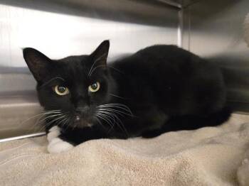 Domestic Short Hair Cats Available for Adoption in Auburn, California - GERONIMO | PetCurious
