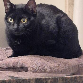 Domestic Short Hair Cats Available for Adoption in Burnaby, British Columbia - Carmen | PetCurious