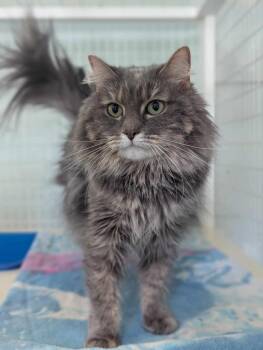Domestic Medium Hair Cats Available for Adoption in Kingsland, Georgia - Gabby | PetCurious