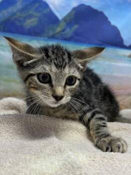 Betsy -  Domestic Short Hair Cat for Adoption in San Antonio, Texas - Betsy | PetCurious
