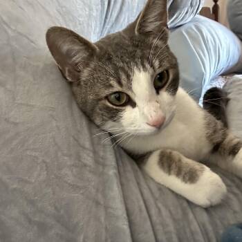 Domestic Short Hair Cats Available for Adoption - Chance  | PetCurious