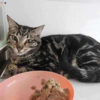 Nissan -  Domestic Short Hair Cat for Adoption in Ridgely, Maryland - Nissan | PetCurious