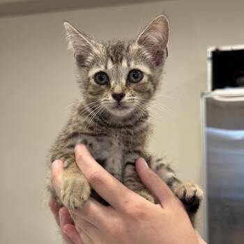 Sparkie -  Domestic Short Hair Cat for Adoption in San Antonio, Texas - Sparkie | PetCurious