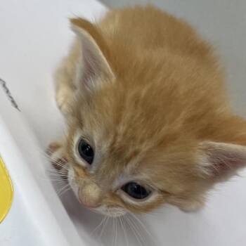 Queso Blanco -  Domestic Short Hair Cat for Adoption in Tampa, Florida - Queso Blanco | PetCurious
