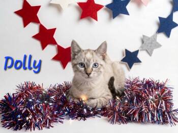 Dolly -  Siamese Cat for Adoption in Tulsa, Oklahoma - Dolly | PetCurious