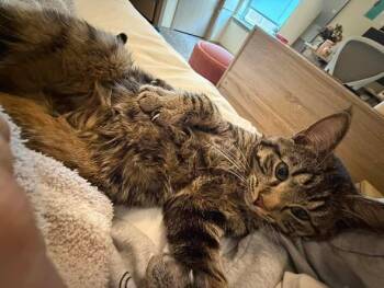 Domestic Short Hair Cats Available for Adoption in Manhattan, Kansas - Tebow | PetCurious