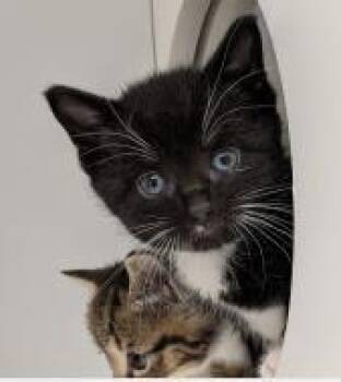 Red Velvet -  Domestic Short Hair Cat for Adoption - Red Velvet | PetCurious