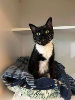 Morgan -  Domestic Short Hair Cat for Adoption in Morgantown, West Virginia - Morgan | PetCurious