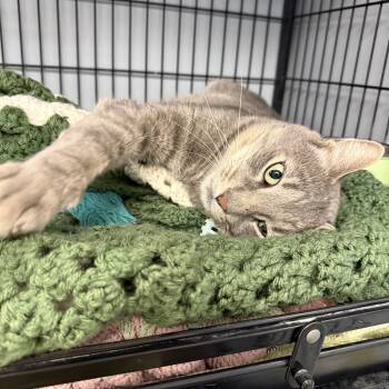 Leo -  Domestic Short Hair Cat for Adoption in Hamburg, New York - Leo | PetCurious