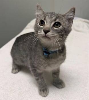 MOUNTAIN DEW -  Domestic Short Hair Cat for Adoption in Leesburg, Virginia - MOUNTAIN DEW | PetCurious