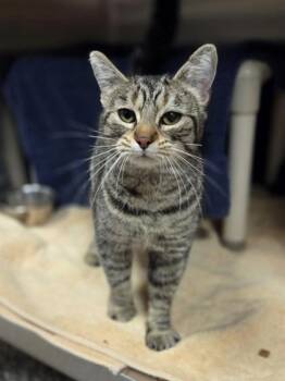 Domestic Short Hair Cats Available for Adoption in Westland, Michigan - Rootbeer | PetCurious