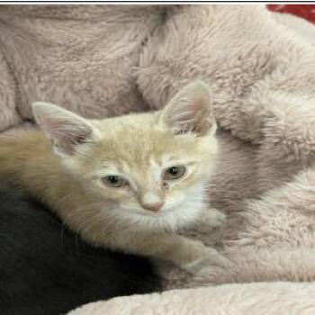 Casper -  Domestic Short Hair Cat for Adoption in Buellton, California - Casper | PetCurious