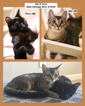 Rescue Domestic Short Hair Cats for Adoption in South San Francisco, California - Ebi & Toro | PetCurious