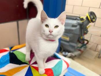SQUEAKS -  Domestic Short Hair Cat for Adoption in Fort Wayne, Indiana - SQUEAKS | PetCurious