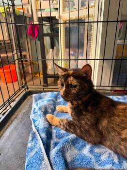 Sassy -  Domestic Short Hair Cat for Adoption in Warren, Ohio - Sassy | PetCurious