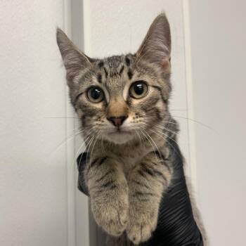 Bluey -  Domestic Short Hair Cat for Adoption in Abilene, Texas - Bluey | PetCurious