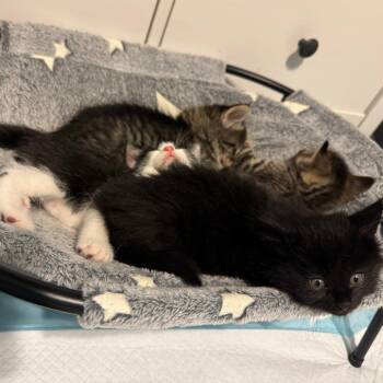 M&O: Oreo -  Domestic Short Hair Cat for Adoption in Falls Church, Virginia - M&O: Oreo | PetCurious