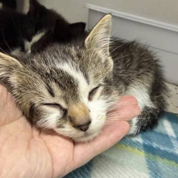 Winston -  Domestic Medium Hair Cat for Adoption in Franklin, North Carolina - Winston | PetCurious