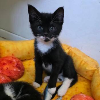 Domestic Short Hair Cats Available for Adoption in Falls Church, Virginia - Bentley (aka Betty Boop) | PetCurious