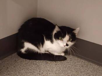 Doris -  Domestic Short Hair Cat Available for Adoption in Lincoln, Nebraska - Doris | PetCurious