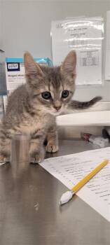 Taz fka Iced Coffee -  Domestic Short Hair Cat for Adoption in West Chester, Pennsylvania - Taz Fka Iced Coffee | PetCurious