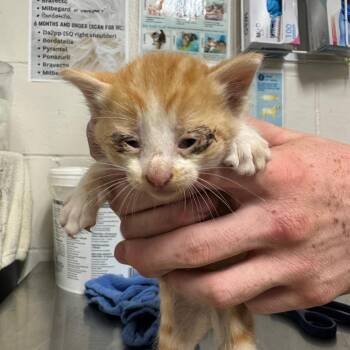 Scarlet -  Domestic Short Hair Cat for Adoption in Parrish, Alabama - Scarlet | PetCurious