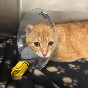 Sam -  Domestic Short Hair Cat Available for Adoption in Clavet, Saskatchewan - Sam | PetCurious