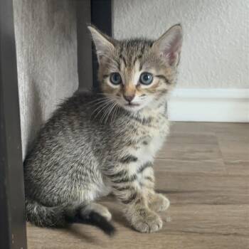 Domestic Short Hair Cats Available for Adoption in Austin, Texas - Charleston Chew | PetCurious